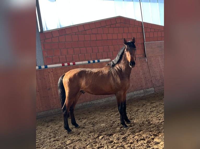 Holsteiner Hengst 3 Jaar 165 cm Bruin in Bargenstedt