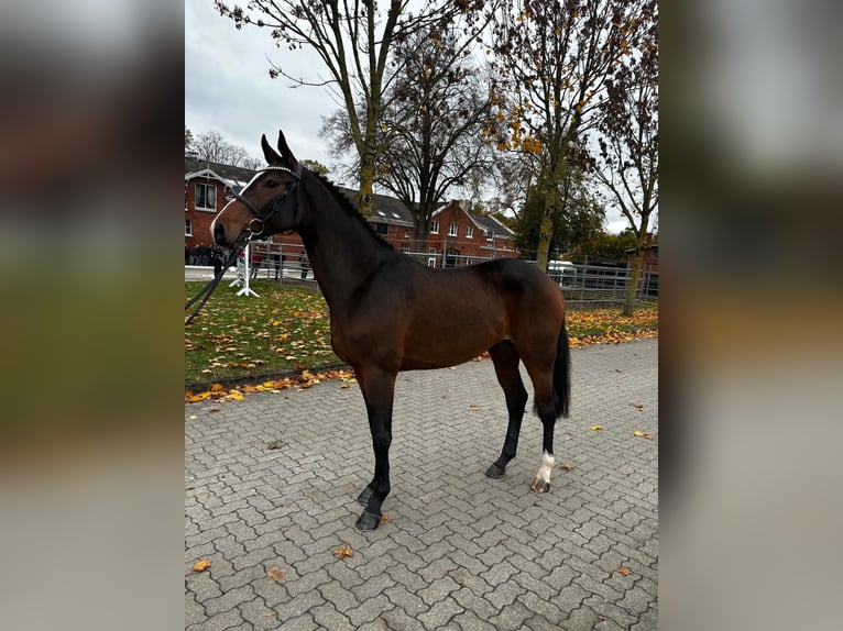 Holsteiner Hengst 3 Jaar 165 cm in Malente