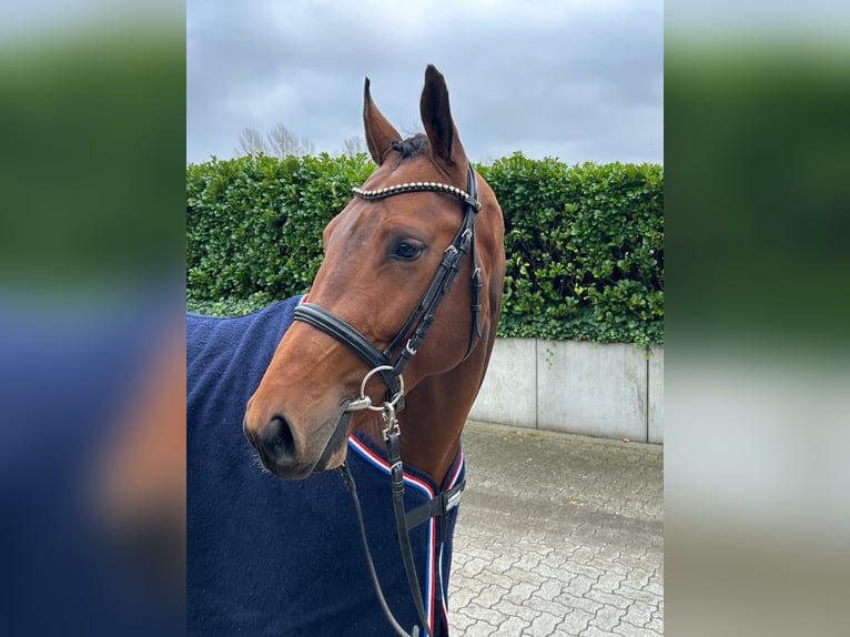 Holsteiner Hengst 3 Jaar 166 cm Bruin in Bargenstedt