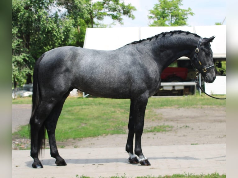 Holsteiner Hengst 3 Jaar 170 cm Appelschimmel in Gyula
