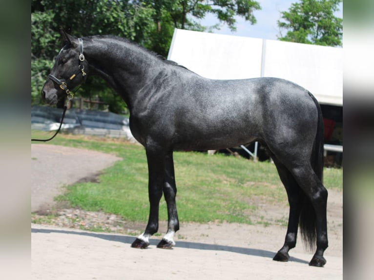 Holsteiner Hengst 3 Jaar 170 cm Appelschimmel in Gyula