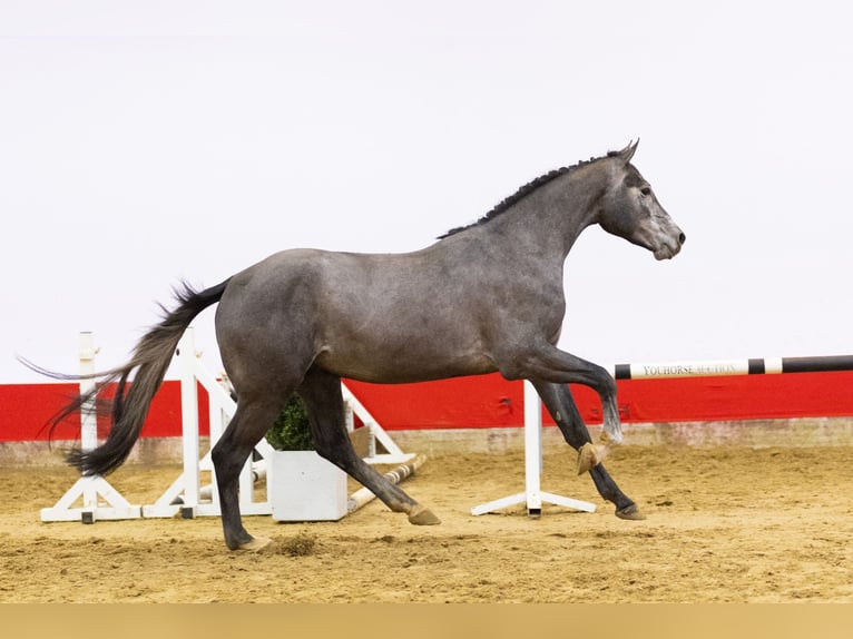 Holsteiner Hengst 3 Jaar 170 cm Schimmel in Waddinxveen
