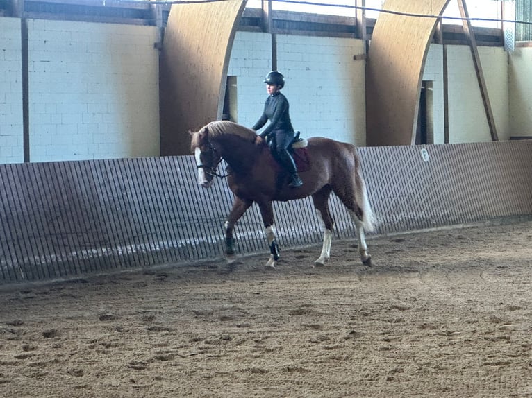 Holsteiner Hengst 3 Jaar 170 cm Vos in Schmilau