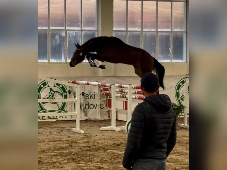 Holsteiner Hengst 3 Jaar 173 cm Bruin in Widuchowa