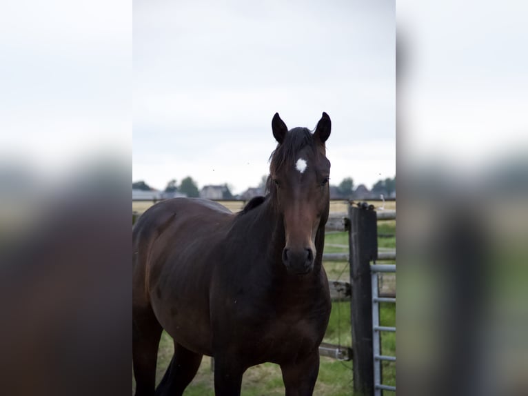 Holsteiner Hengst 3 Jaar Bruin in Borsfleth