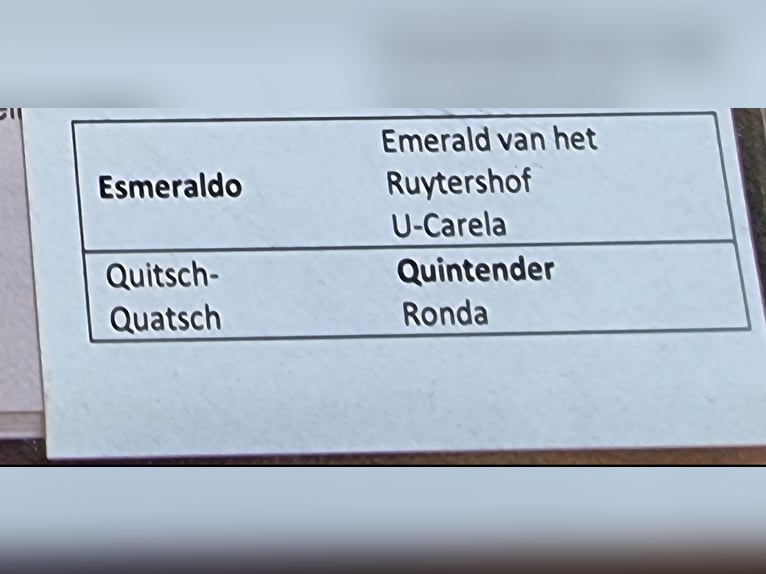 Holsteiner Hengst 3 Jaar Bruin in Uetze