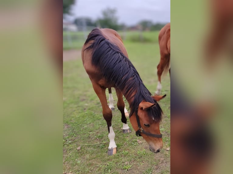 Holsteiner Hengst 3 Jaar Bruin in Uetze