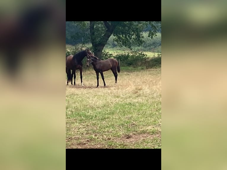 Holsteiner Hengst 3 Jaar Bruin in Windeby