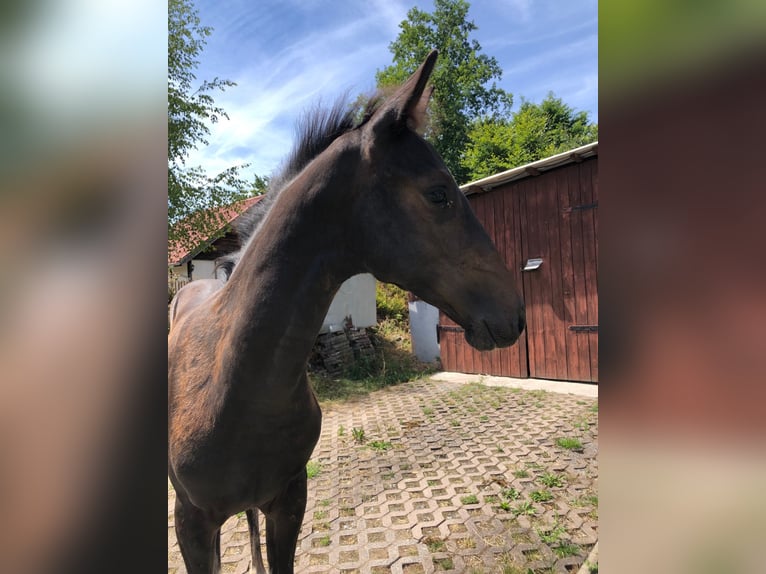 Holsteiner Hengst 3 Jaar in Suhl