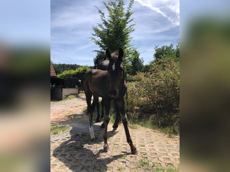 Holsteiner Hengst 3 Jaar in Suhl