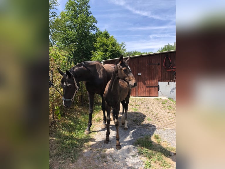 Holsteiner Hengst 3 Jaar in Suhl