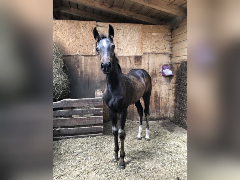 Holsteiner Hengst 3 Jaar in Suhl