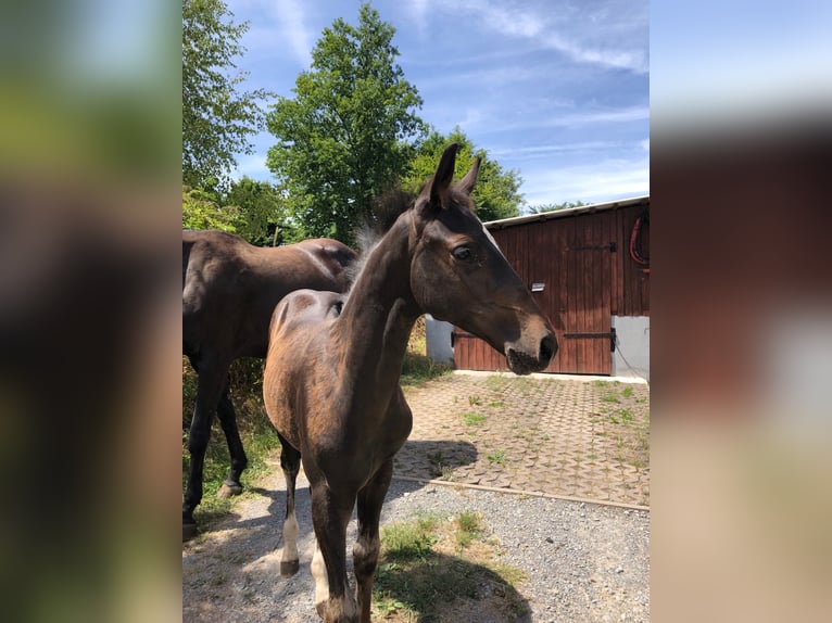 Holsteiner Hengst 3 Jaar in Suhl