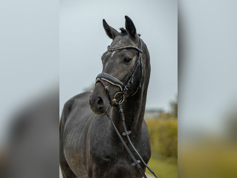 Holsteiner Hengst 3 Jahre 163 cm Schimmel in Gomadingen