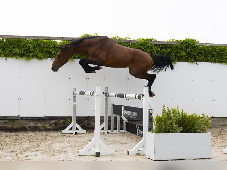 Holsteiner Hengst 3 Jahre 164 cm Brauner in Waddinxveen