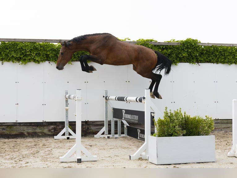Holsteiner Hengst 3 Jahre 164 cm Brauner in Waddinxveen
