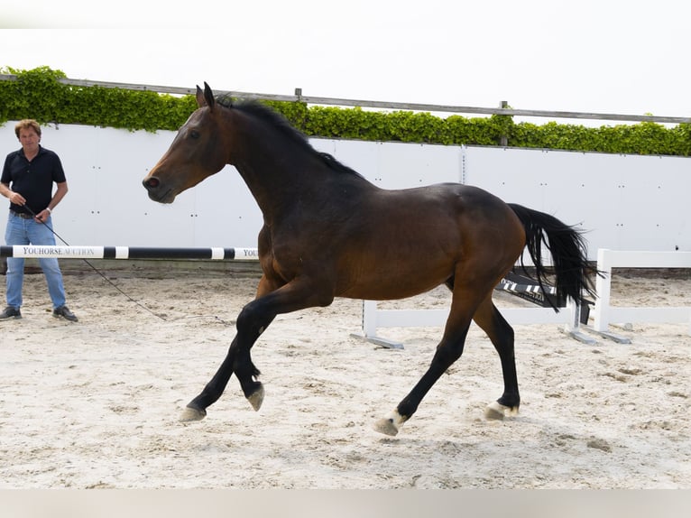 Holsteiner Hengst 3 Jahre 164 cm Dunkelbrauner in Waddinxveen
