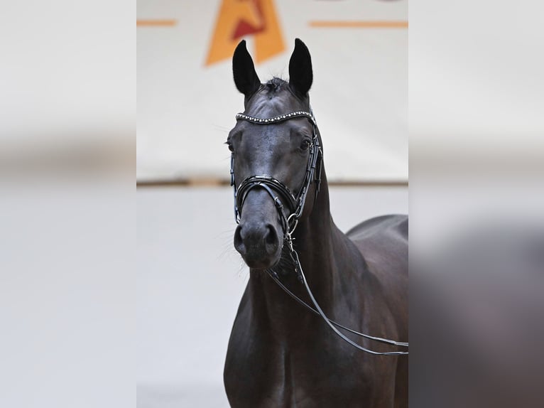 Holsteiner Hengst 3 Jahre 164 cm Rappe in Gomadingen