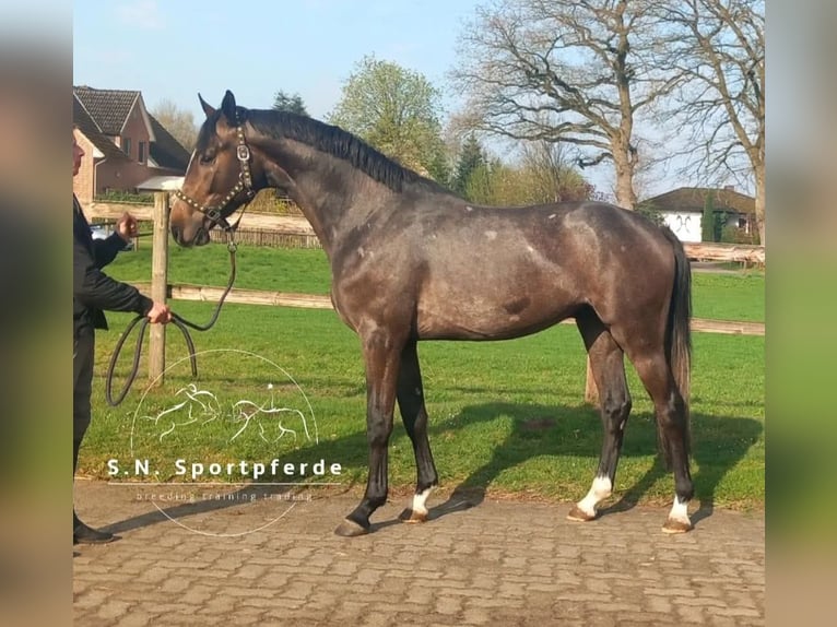 Holsteiner Hengst 3 Jahre 164 cm Schimmel in Regesbostel