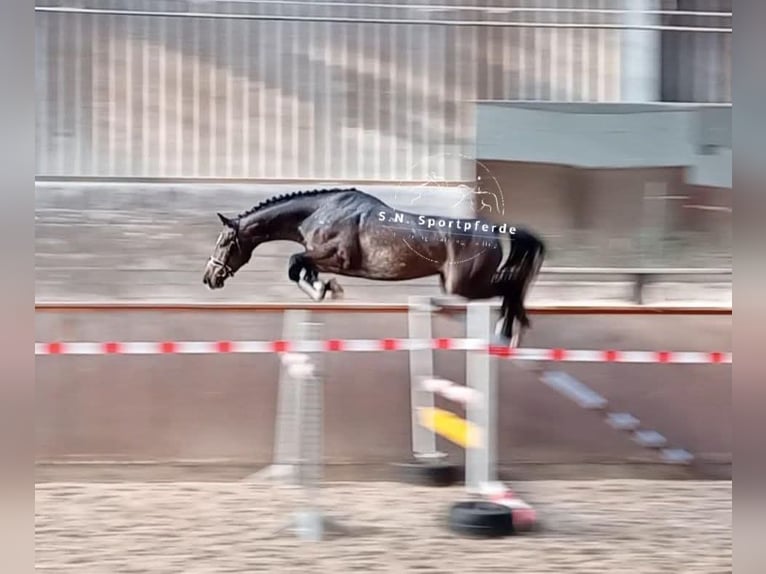 Holsteiner Hengst 3 Jahre 164 cm Schimmel in Regesbostel