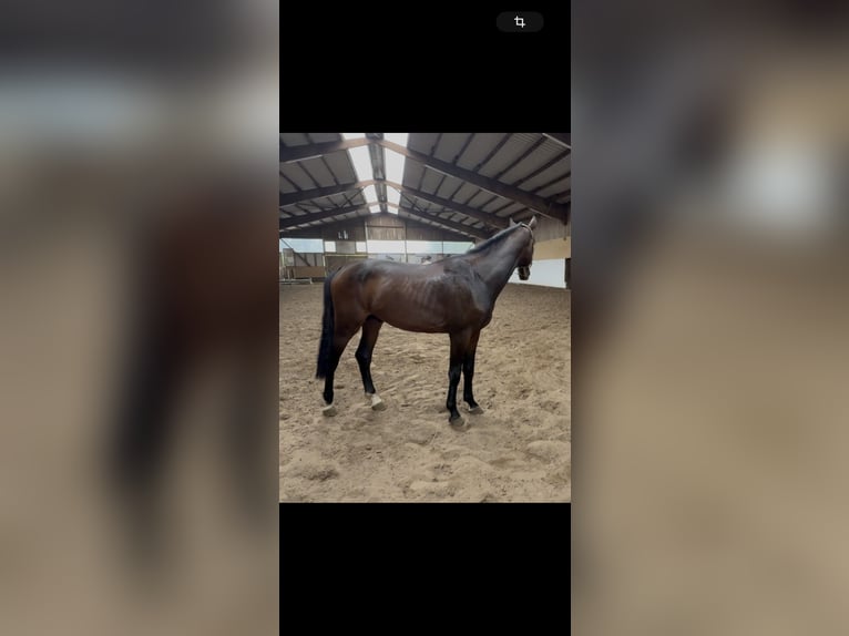 Holsteiner Hengst 3 Jahre 166 cm Brauner in Pinneberg