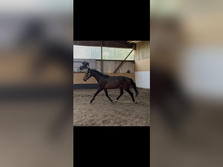 Holsteiner Hengst 3 Jahre 166 cm Brauner in Pinneberg