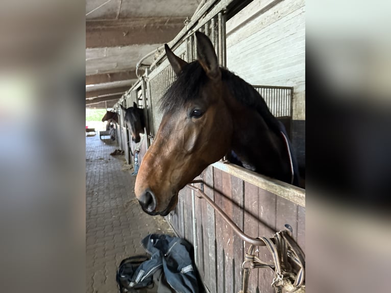 Holsteiner Hengst 3 Jahre 166 cm Brauner in Pinneberg