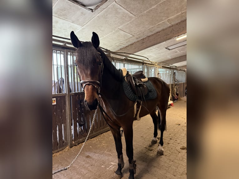 Holsteiner Hengst 3 Jahre 166 cm Brauner in Pinneberg