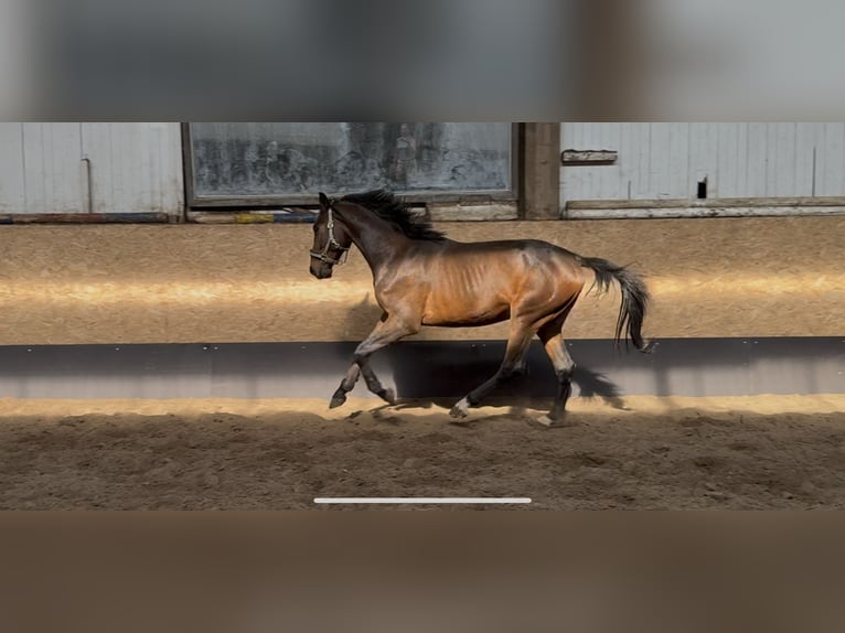 Holsteiner Hengst 3 Jahre 166 cm Brauner in Pinneberg