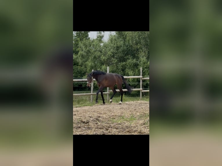 Holsteiner Hengst 3 Jahre 166 cm Brauner in Pinneberg
