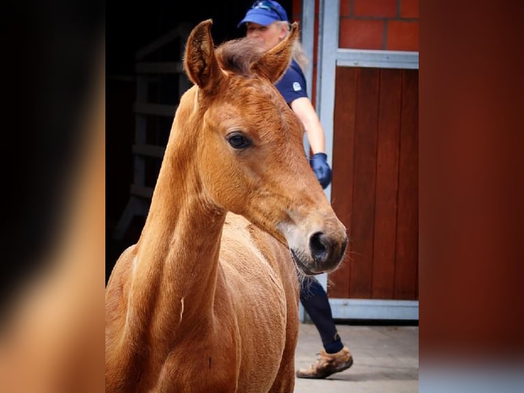 Holsteiner Hengst 3 Jahre 167 cm Brauner in L&#x27;H&#xF4;pital-Saint-Lieffroy
