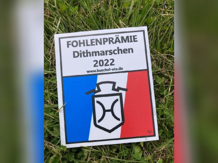 Holsteiner Hengst 3 Jahre 167 cm Brauner in L&#x27;H&#xF4;pital-Saint-Lieffroy