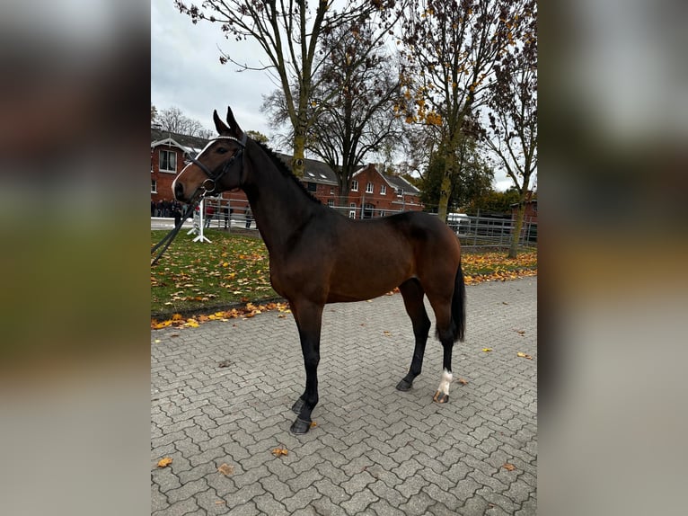 Holsteiner Hengst 3 Jahre 167 cm in Malente