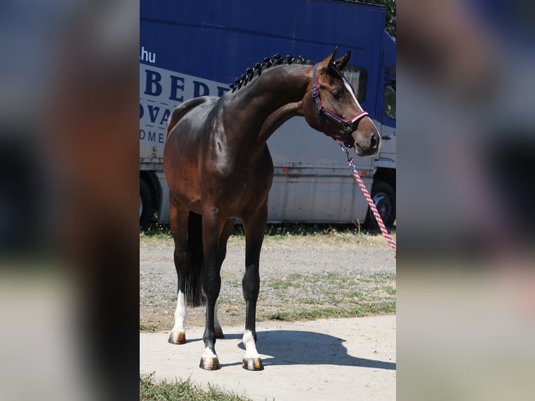 Holsteiner Hengst 3 Jahre 168 cm Dunkelbrauner in Hódmezővásárhely Holsteiner Hengst 3 Jahre 168 cm Dunkelbrauner in Hódmezővásárhely