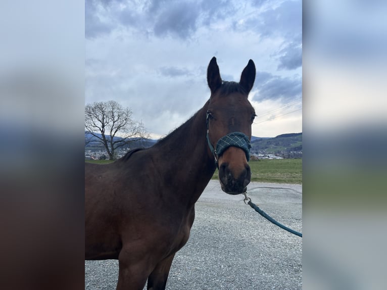 Holsteiner Hengst 3 Jahre 169 cm Dunkelbrauner in Feldkirchen in Kärnten