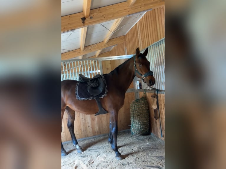 Holsteiner Hengst 3 Jahre 169 cm Dunkelbrauner in Feldkirchen in Kärnten