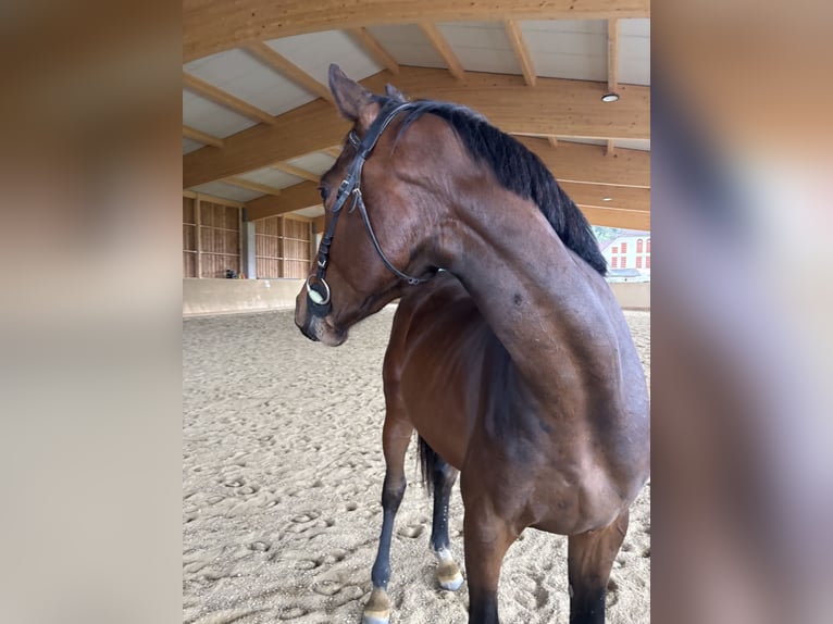Holsteiner Hengst 3 Jahre 169 cm Dunkelbrauner in Feldkirchen in Kärnten