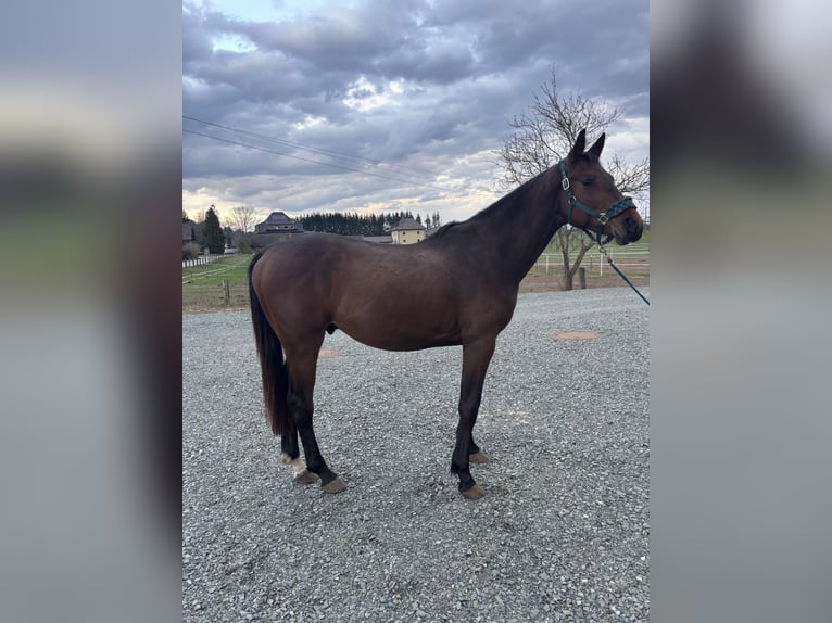 Holsteiner Hengst 3 Jahre 169 cm Dunkelbrauner in Feldkirchen in Kärnten