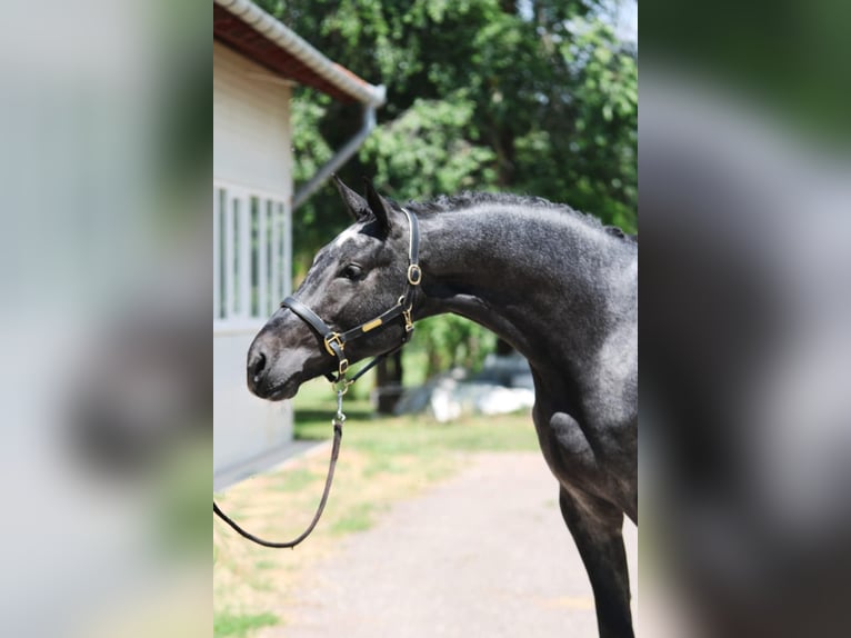 Holsteiner Hengst 3 Jahre 170 cm Apfelschimmel in Gyula