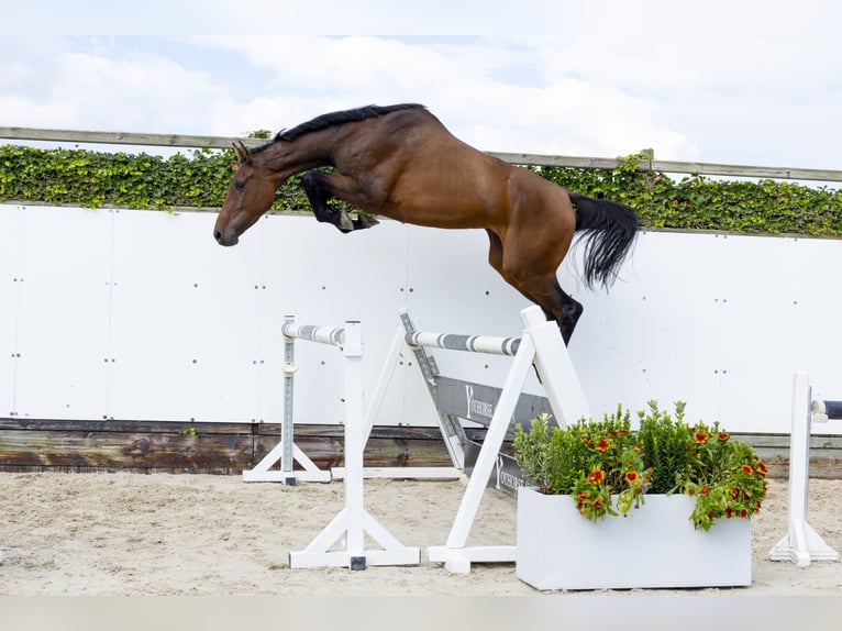 Holsteiner Hengst 3 Jahre 171 cm Brauner in Waddinxveen