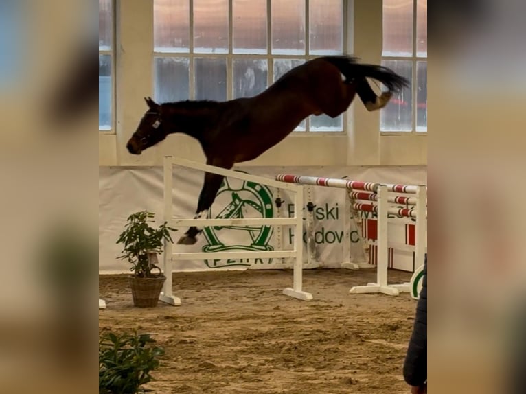 Holsteiner Hengst 3 Jahre 173 cm Brauner in Widuchowa