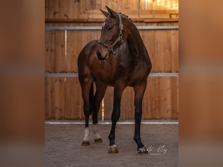 Holsteiner Hengst 3 Jahre 173 cm Brauner in Widuchowa
