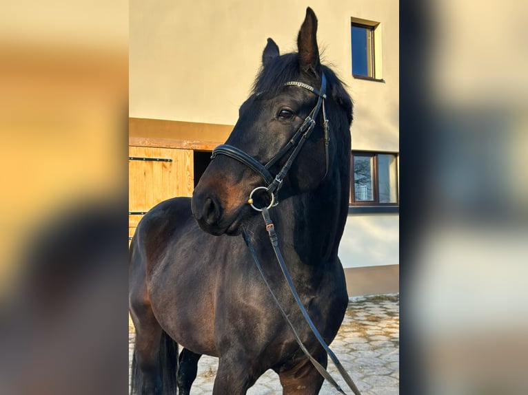 Holsteiner Hengst 3 Jahre 173 cm Dunkelbrauner in Kotów