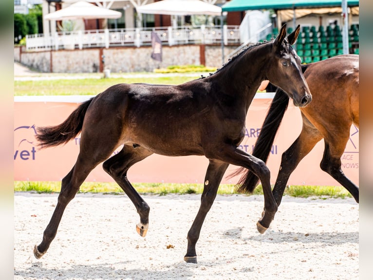 Holsteiner Hengst 3 Jahre 173 cm Dunkelbrauner in Kotów