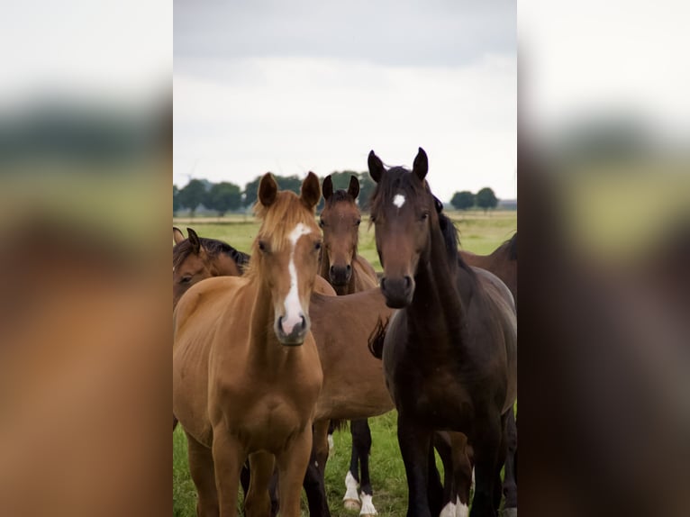 Holsteiner Hengst 3 Jahre Brauner in Borsfleth