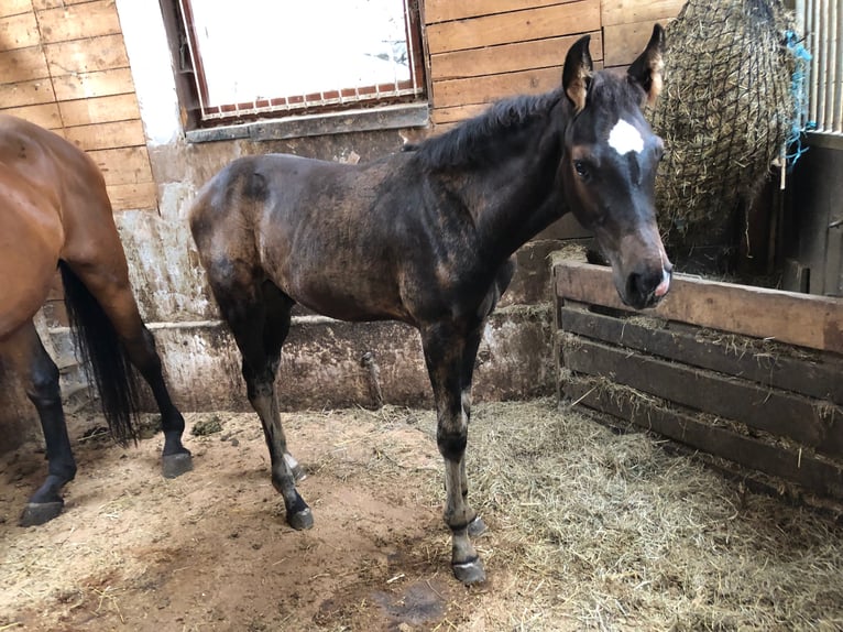 Holsteiner Hengst 3 Jahre in Suhl