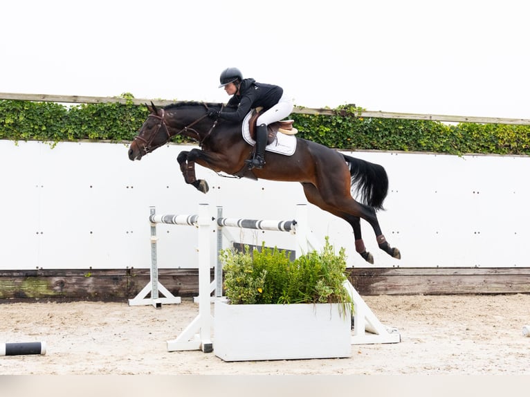 Holsteiner Hengst 4 Jaar 167 cm Donkerbruin in Waddinxveen Holsteiner Hengst 4 Jaar 167 cm Donkerbruin in Waddinxveen