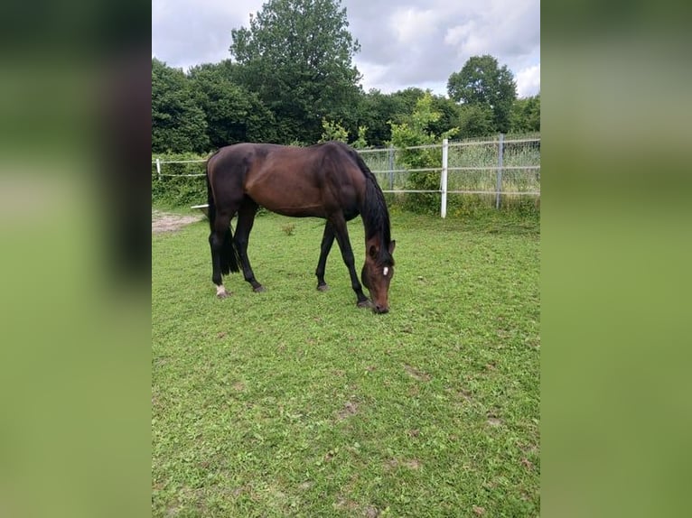Holsteiner Hengst 4 Jaar 168 cm Bruin in Heidmühlen