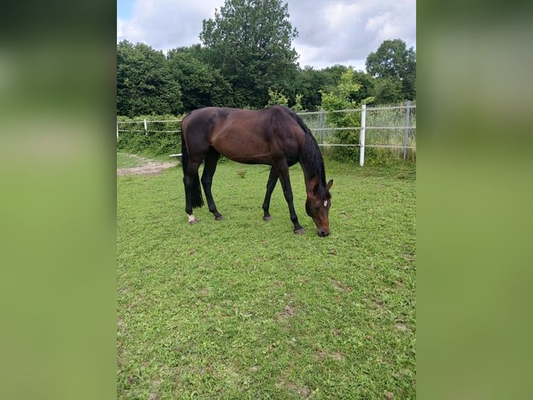 Holsteiner Hengst 4 Jaar 168 cm Bruin in Heidmühlen