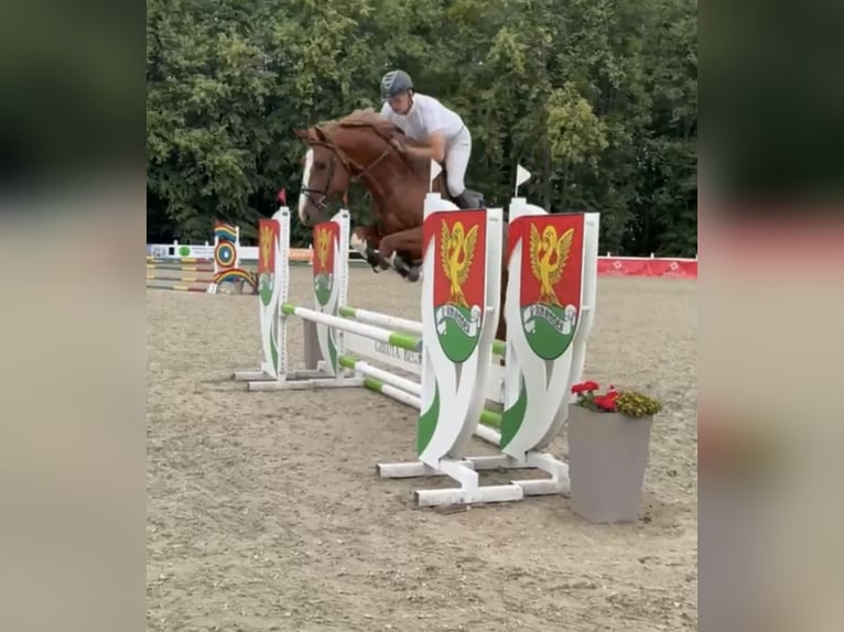 Holsteiner Hengst 4 Jaar 168 cm Vos in S&#x119;dzice